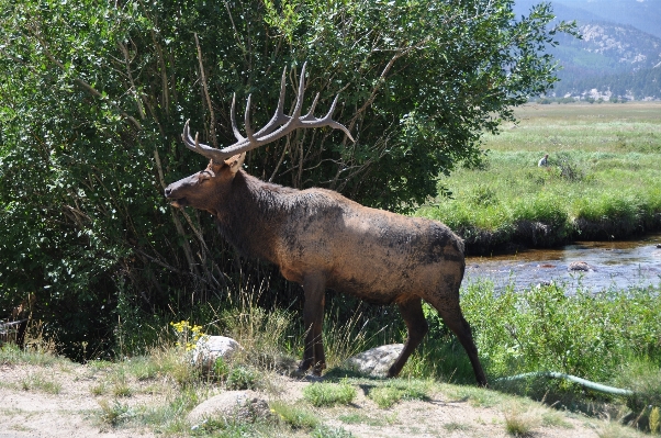 Foto Natura prato
 animali selvatici selvaggio