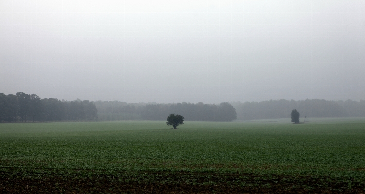 Tree nature grass horizon Photo