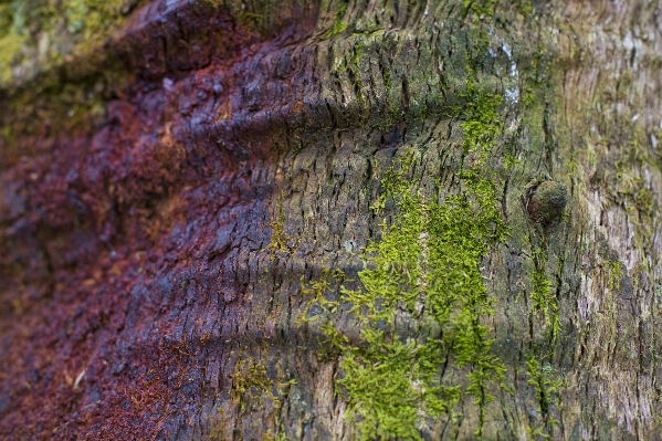 Tree nature forest rock Photo