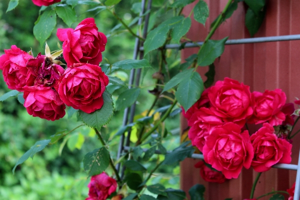 Nature blossom plant flower Photo