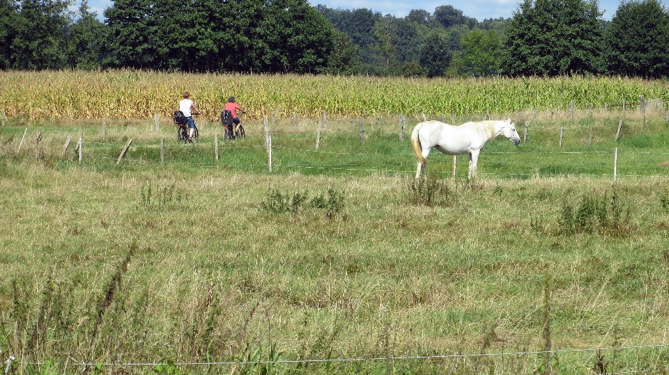 Landschaft gras feld bauernhof