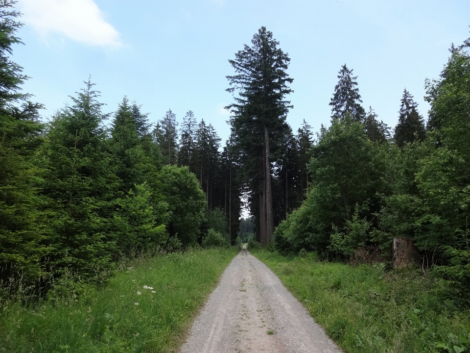 Lanskap pohon alam hutan