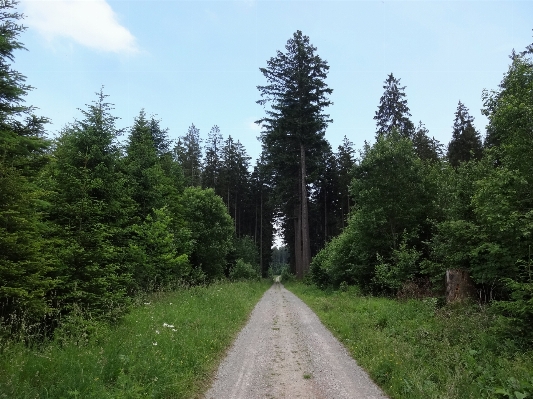 Landscape tree nature forest Photo