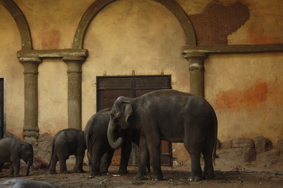 野生動物 動物園 哺乳類 fauna