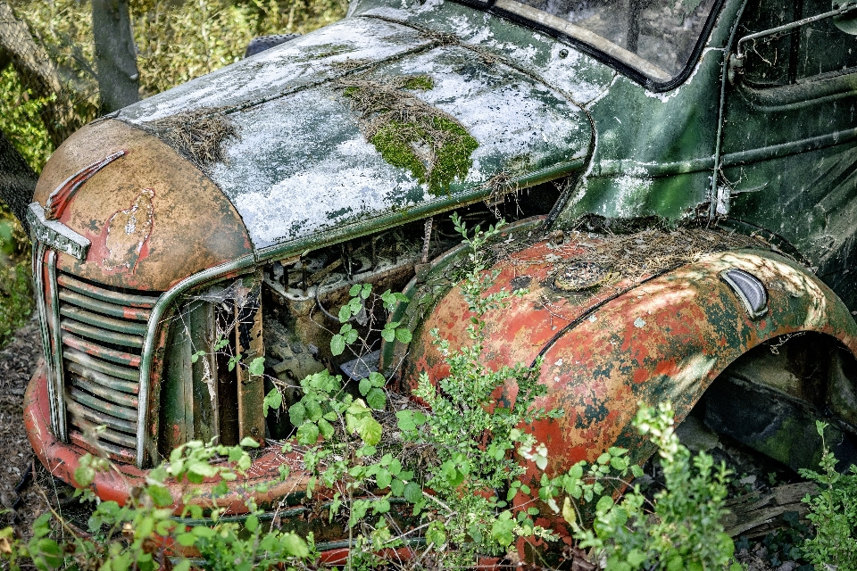 Baum wald auto alt