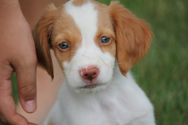 Foto Cucciolo cane canino
 animale domestico