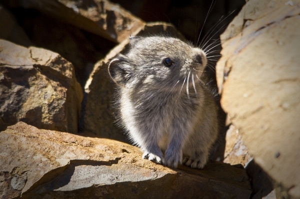 Foto Natura carino guardare animali selvatici