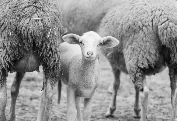 Foto Bianco e nero
 animali selvatici gregge pascolo
