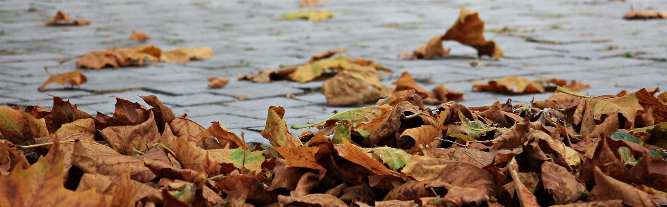 Nature wood leaf wind