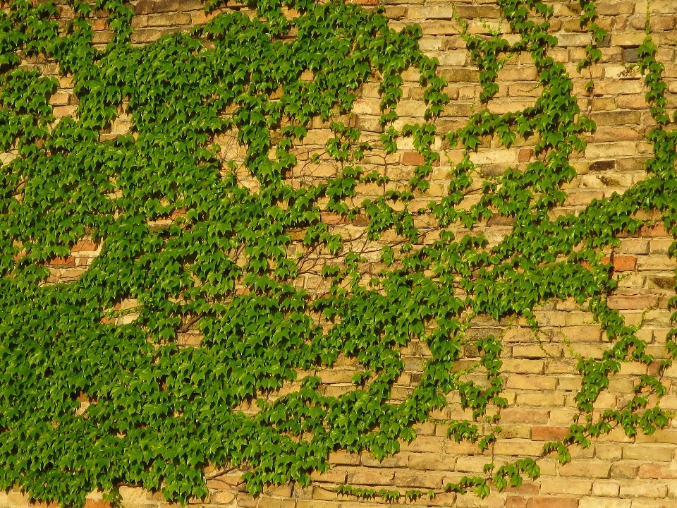 árbol césped campo muro