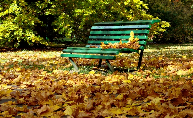 Tree nature bench leaf Photo