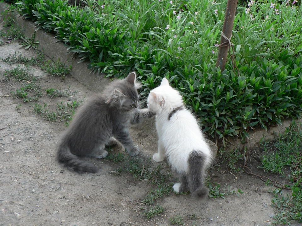 Gatto mammifero animali domestici gatti