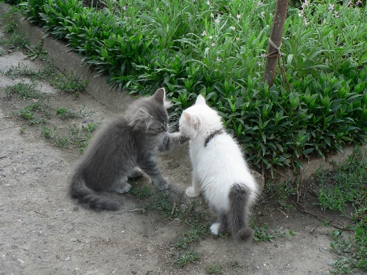 Foto Gato mamífero mascotas gatos