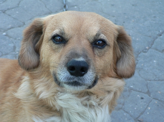 Street puppy dog mammal Photo