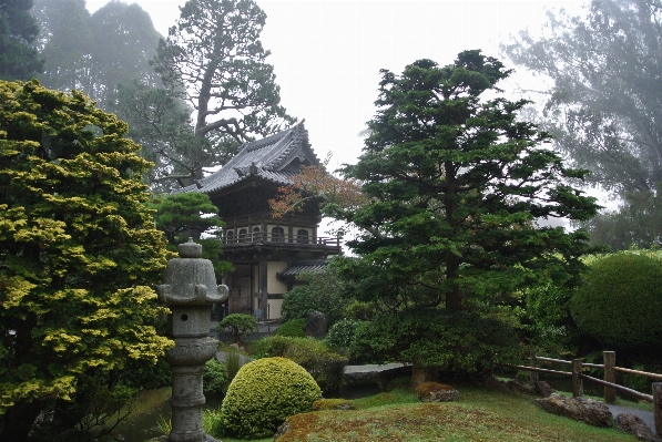 Tree fog building pond Photo