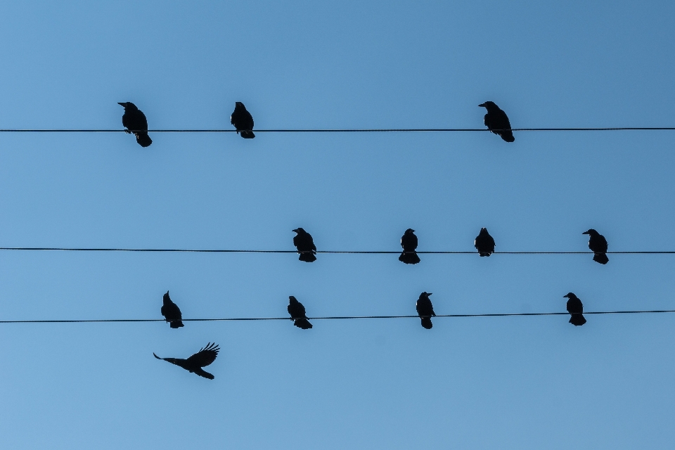 Bird wing animal flock