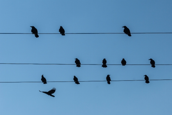 Bird wing animal flock Photo