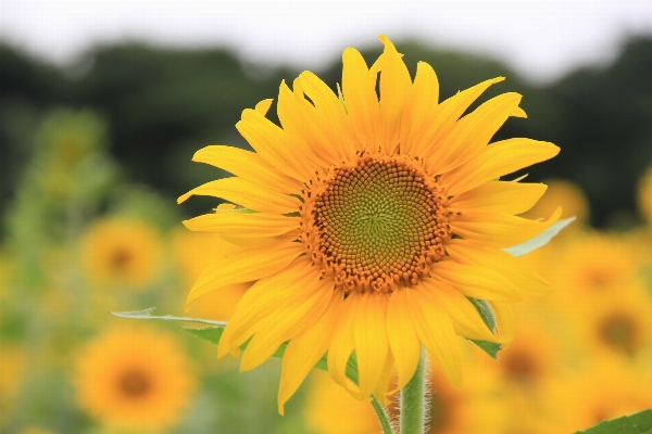 植物 分野 花 花弁 写真