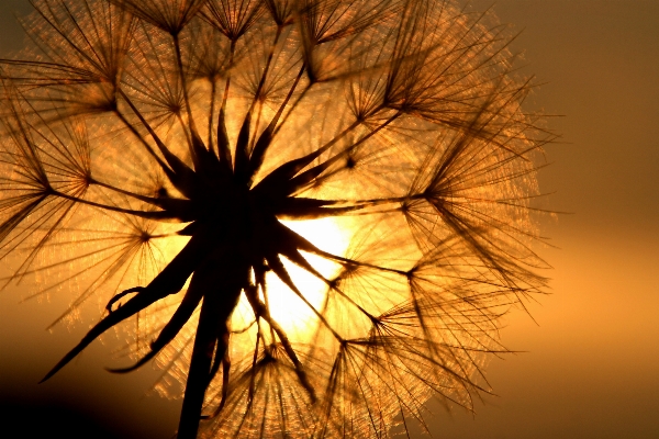 Tree nature grass branch Photo