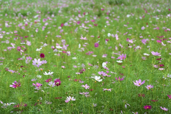 Landscape nature grass plant Photo