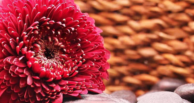 Blossom plant flower petal Photo