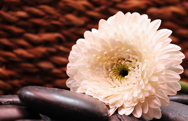 Blossom plant white flower Photo