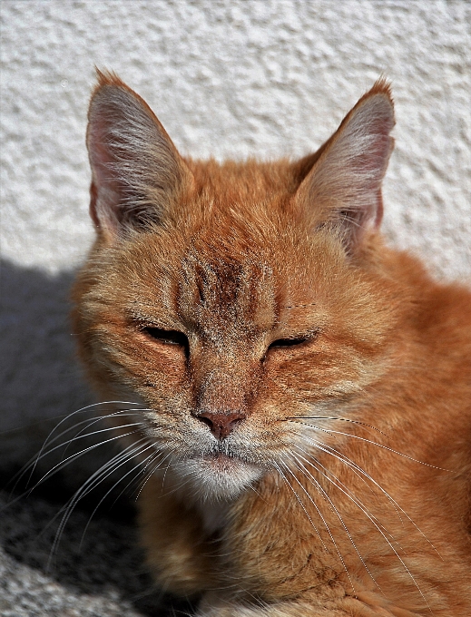 Pet red cat mammal