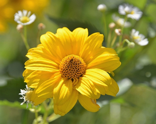 Blossom plant field meadow Photo