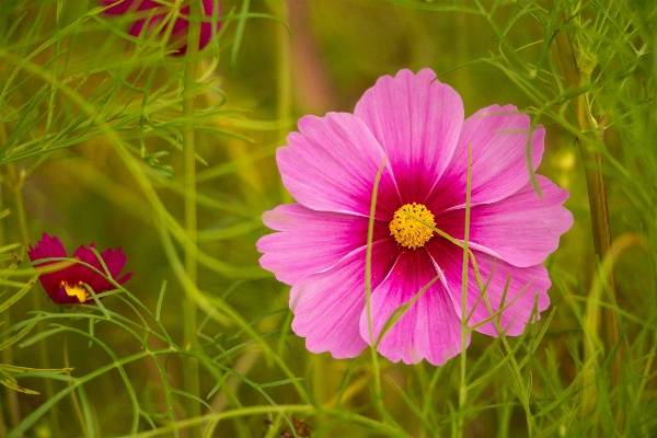 Nature blossom plant field Photo