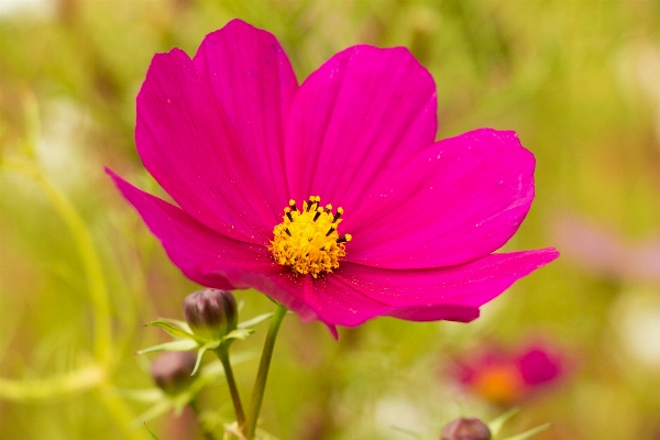 Nature blossom plant photography Photo