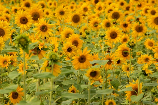 Foto Natura fiore pianta campo