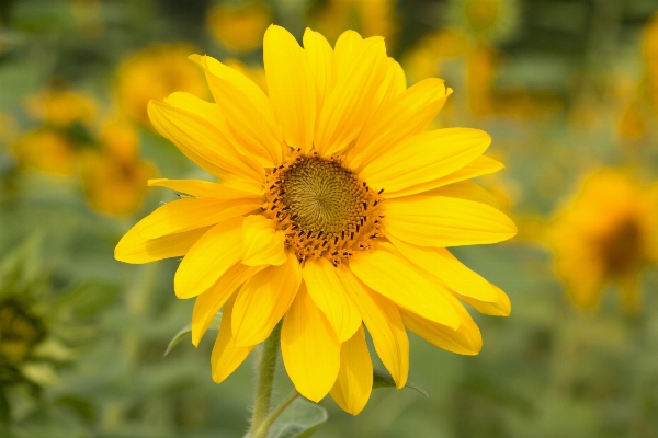 Nature blossom plant field Photo