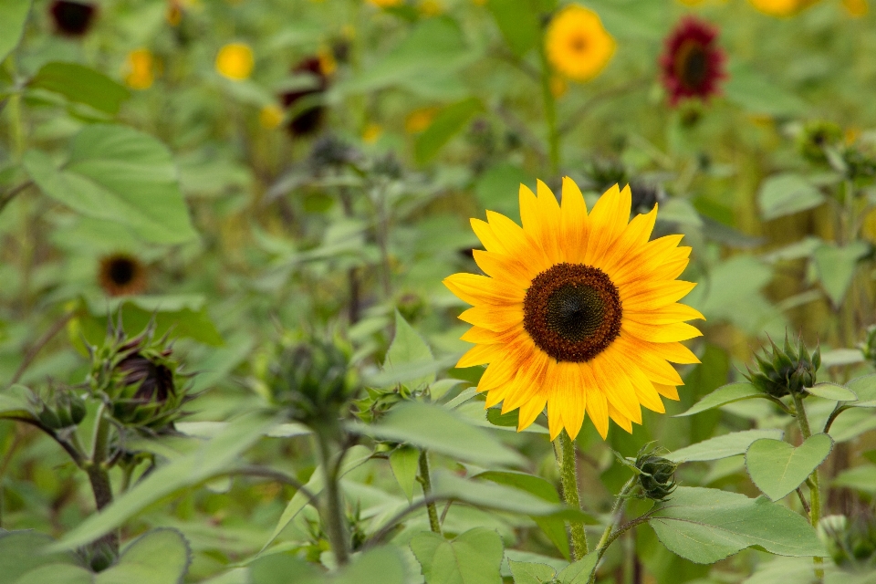 Natureza florescer plantar campo