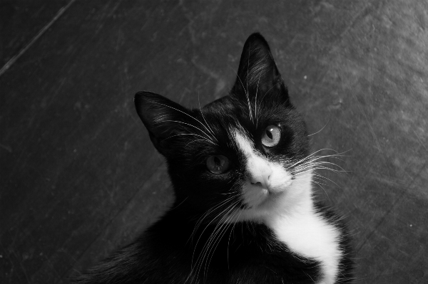 Foto Bianco e nero
 animale gattino