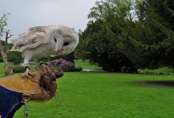 自然 草 鳥 白 写真