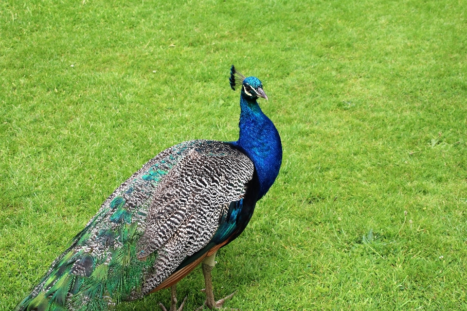 Herbe créatif oiseau prairie
