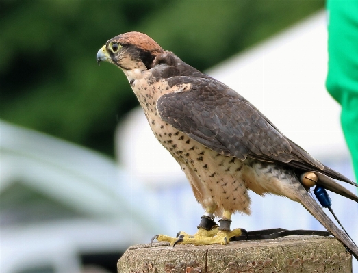 Photo Extérieur oiseau aile faune