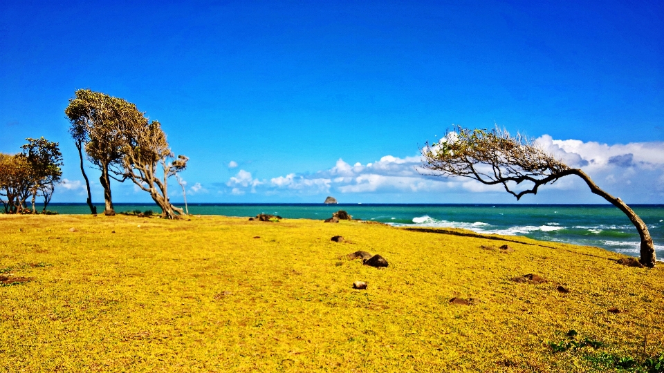 Strand meer küste baum