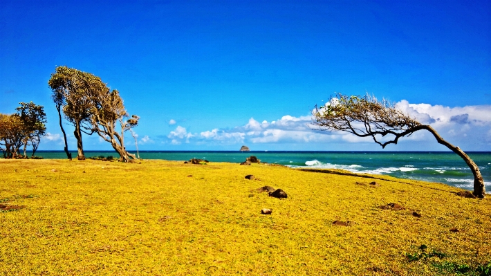 ビーチ 海 海岸 木 写真