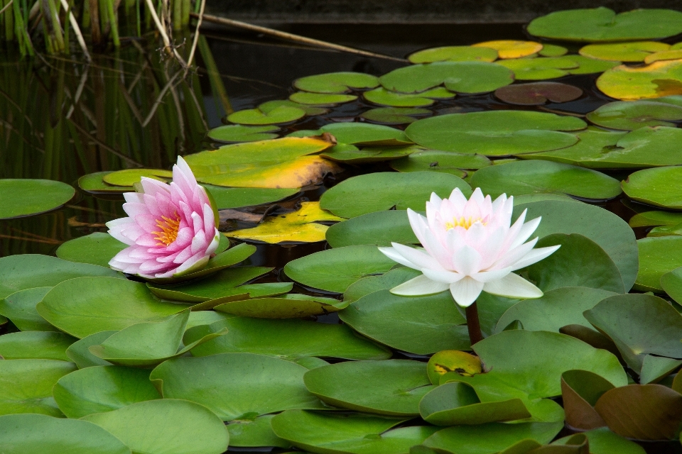 Anlage blume blütenblatt teich