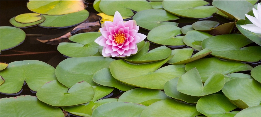 Anlage blatt blume blütenblatt Foto