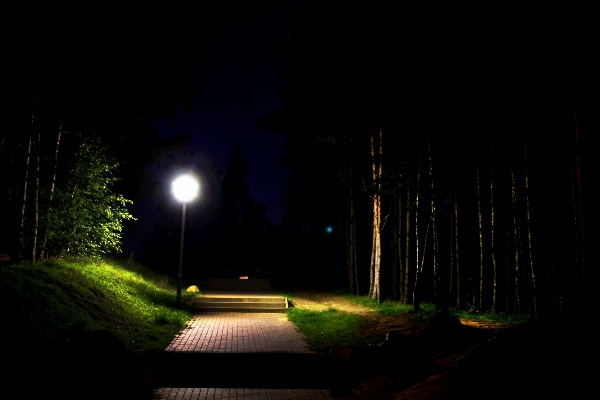 Forest light night sunlight Photo