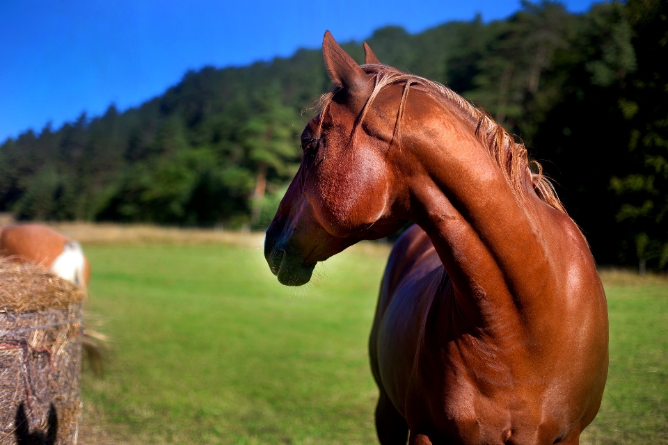 Natureza animal animais selvagens pasto
