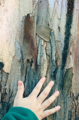 Hand tree nature play Photo