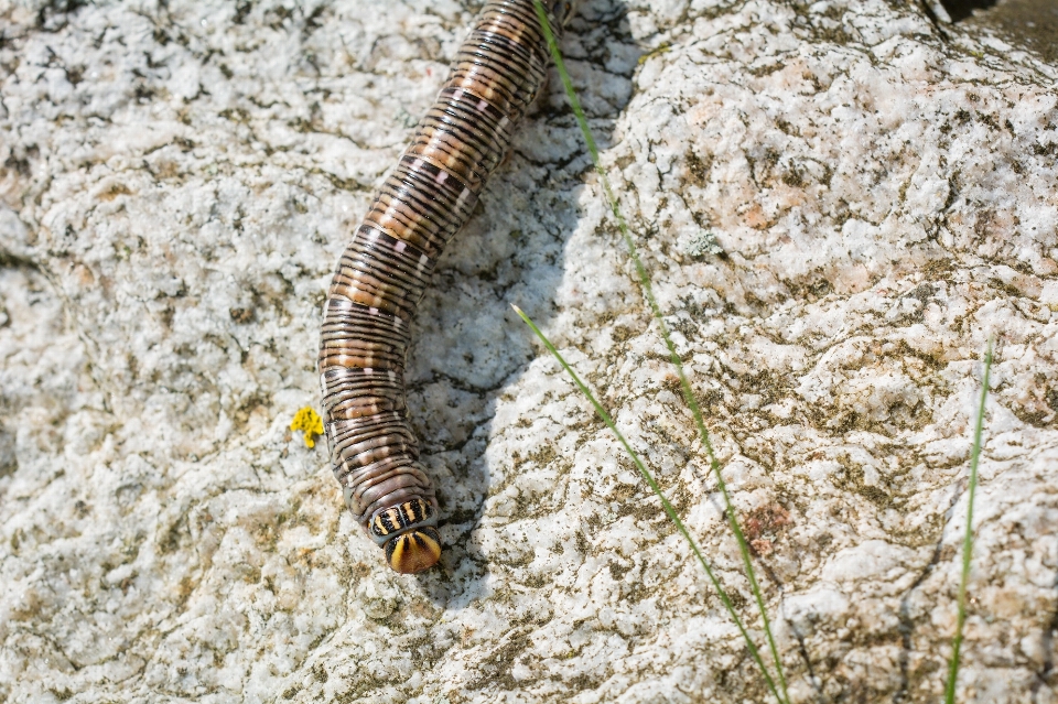 Nature animal faune insecte