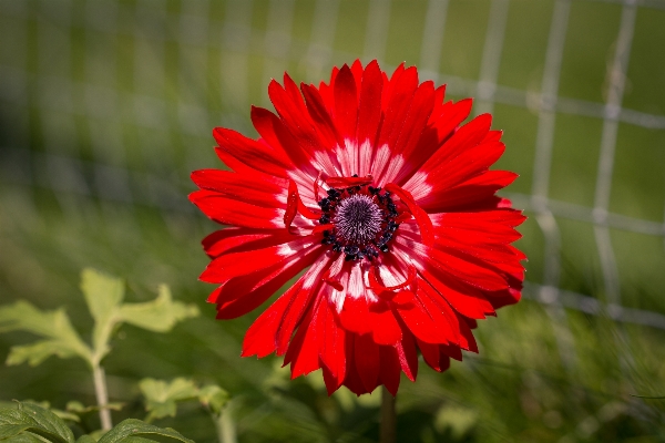 Blossom plant flower petal Photo