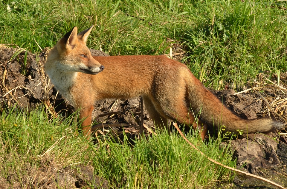 Tierwelt wild säugetier fuchs