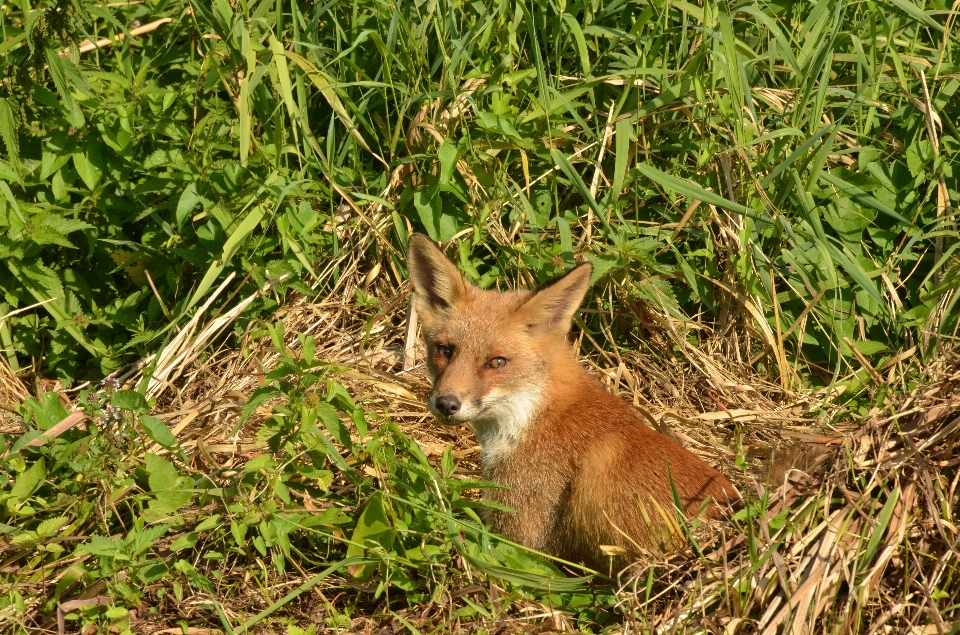 草 草原
 野生動物 野生