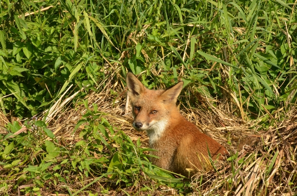 Grass meadow prairie wildlife Photo