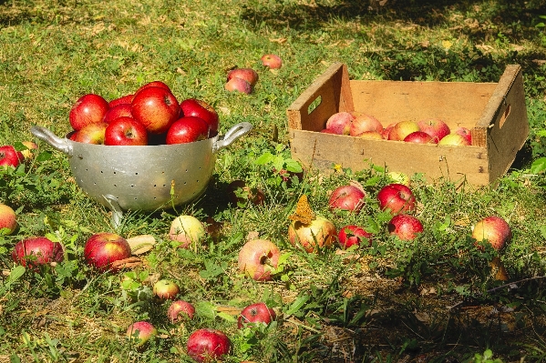 Foto Apple plantar fruta doce